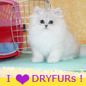 DryFur I LUV