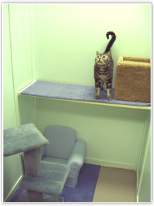 Cozy Cat Room