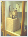 kitten in cubicle