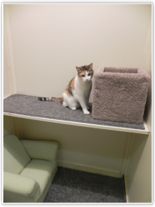 Kitty Studio